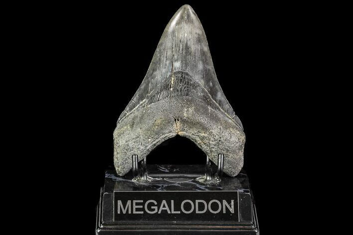 Fossil Megalodon Tooth - Georgia #112615